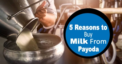 5 Reasons to Buy Milk From Payoda Dairy in Gurgaon