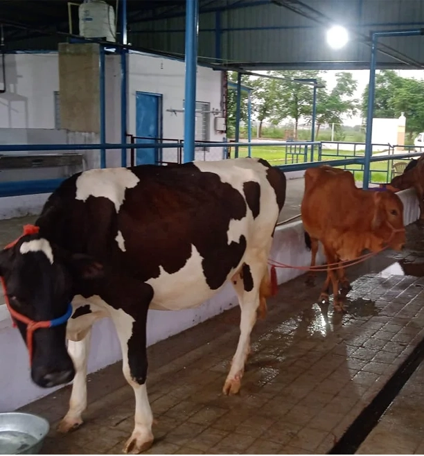 Best Fresh Farm Milk in Gurgaon