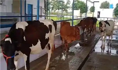 Hygenic Cows