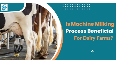 Advantages of Machine Milking Process