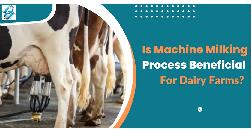 Advantages of Machine Milking Process