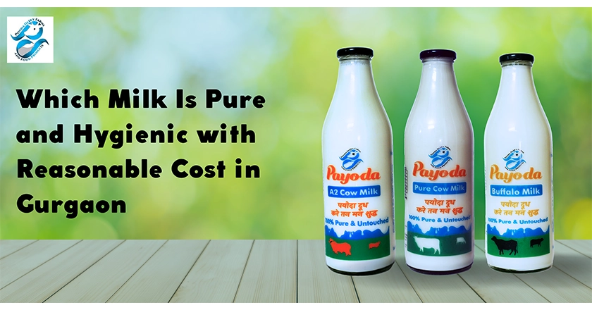 Which Milk Is Pure and Hygienic with Reasonable Cost in Gurgaon?