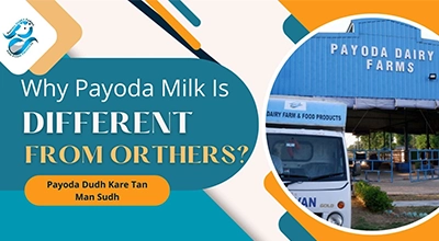 Unique Qualities of Payoda Milk Compared to Other Milk Brands