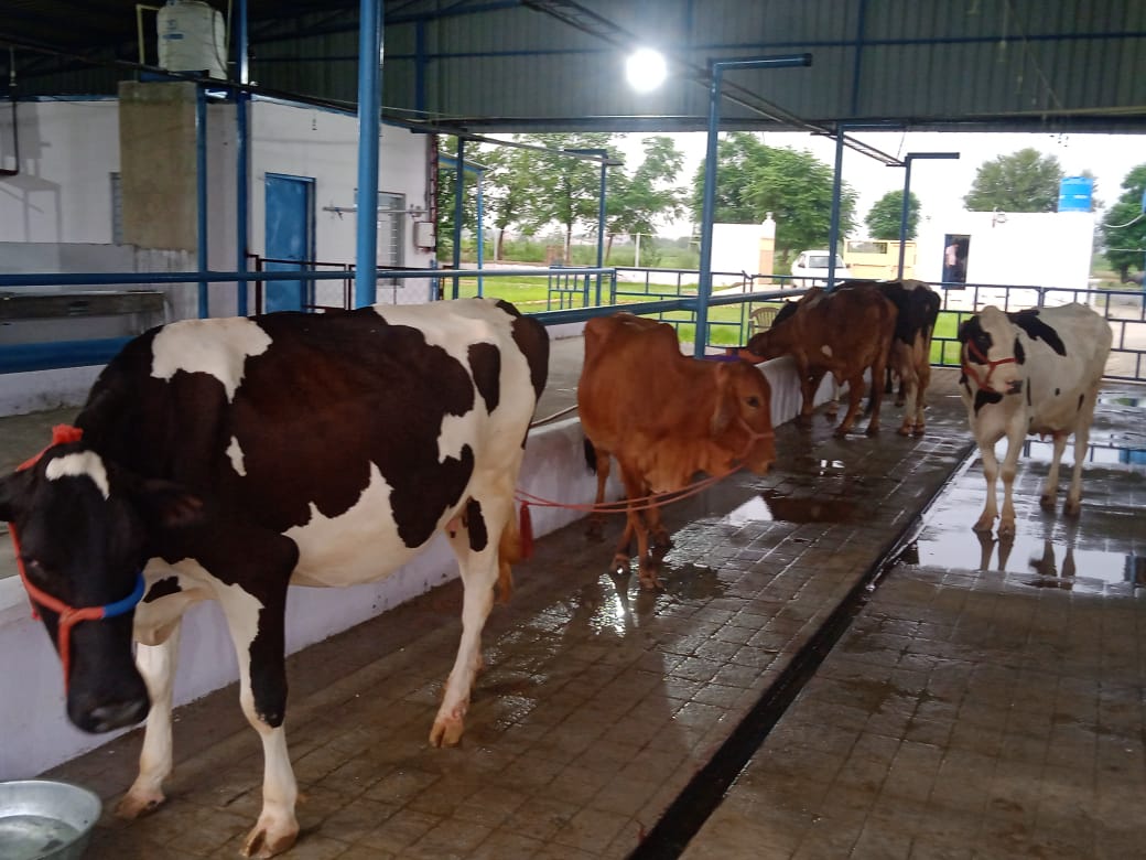 payoda dairy farms